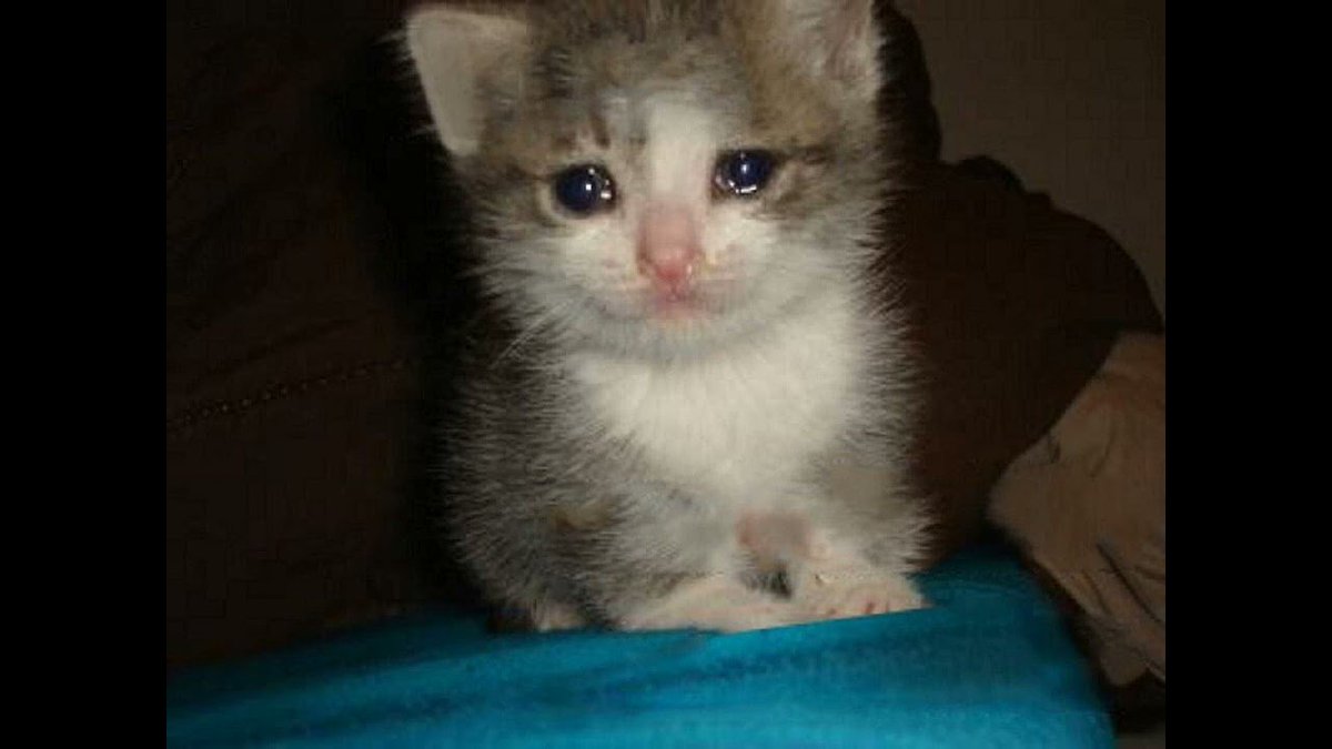 Солнце светит tweet media