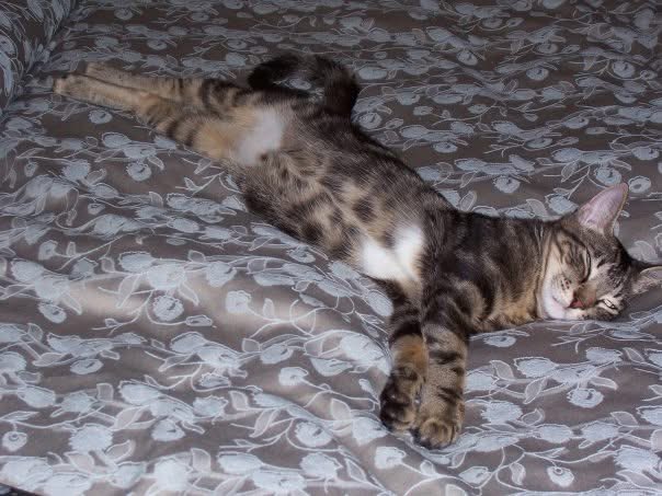 LoisAceLane tweet media