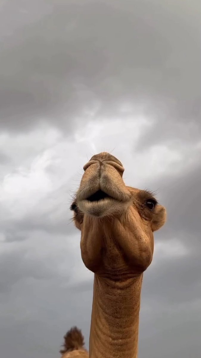 غَسَق tweet media