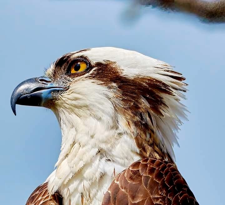 ふらぶれんGOM★41 tweet media