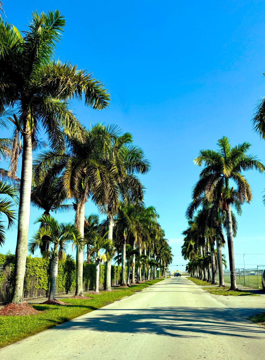 🩵 Mireily 🩵 tweet media