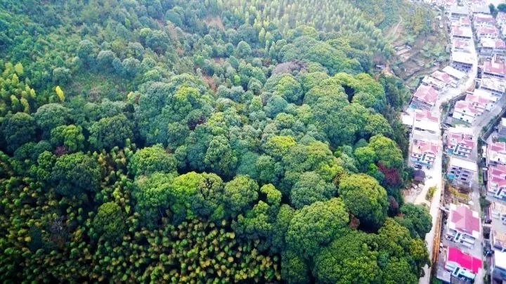 simone viberti tweet media