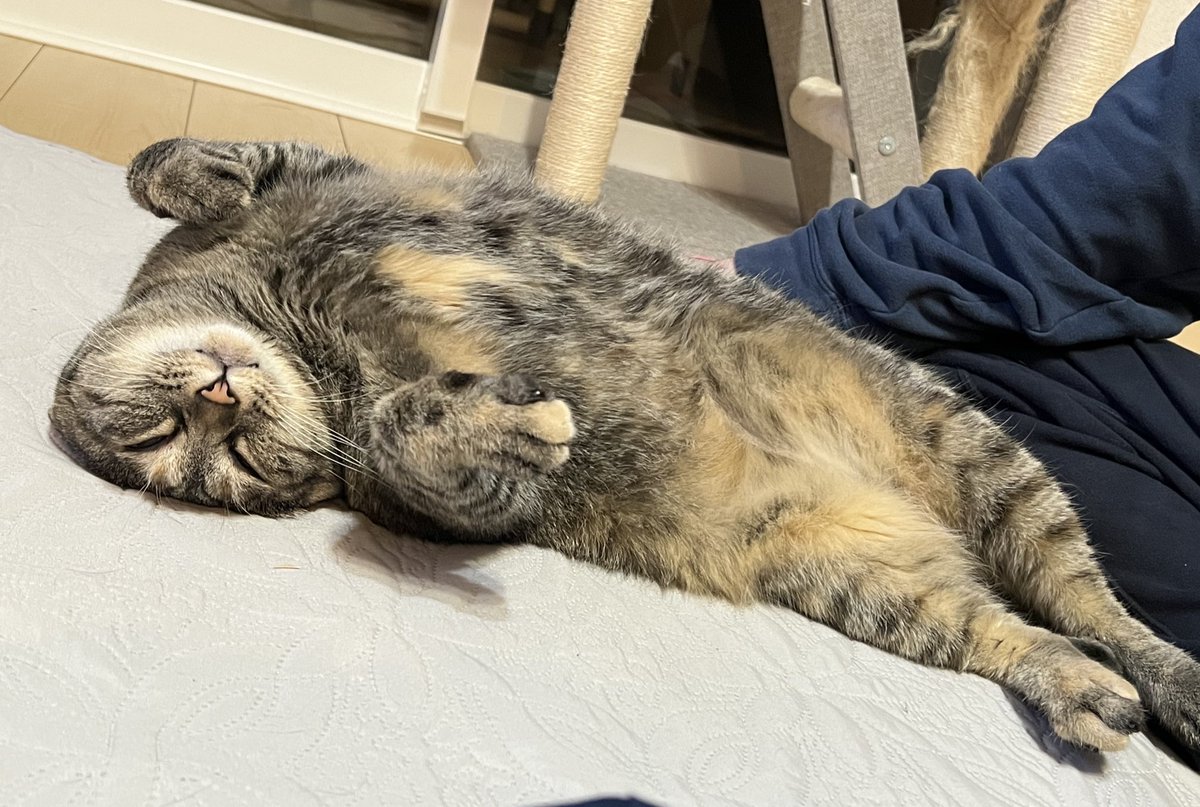 tsukushicompany's tweet photo. すごい顔して溶けてる愛猫よ
#猫好きさんと繋がりたい #猫のいる暮らし #おやすみなさい https://t.co/eKpIEN5MhD