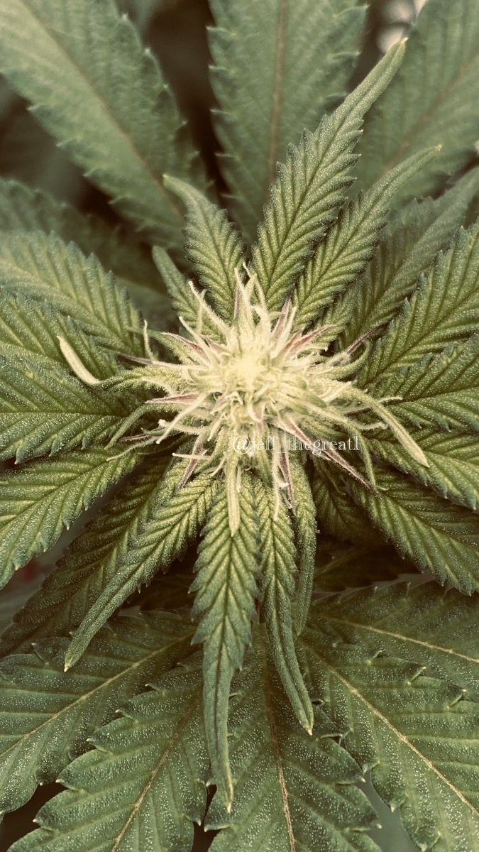 Rangerbug tweet media