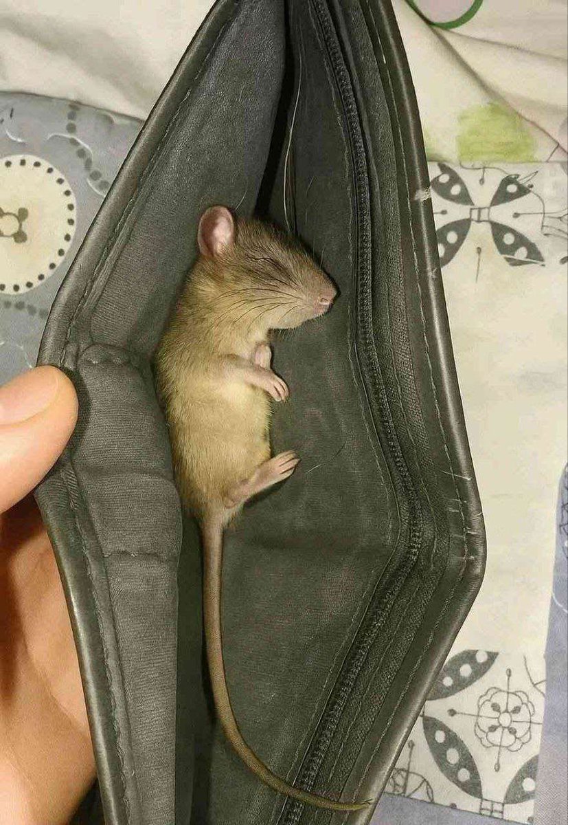 AnggitBayu.base.eth tweet media