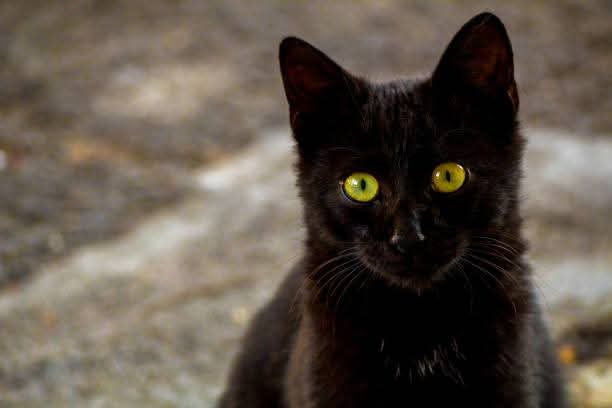 Sara Mary ⭐❤️ tweet media