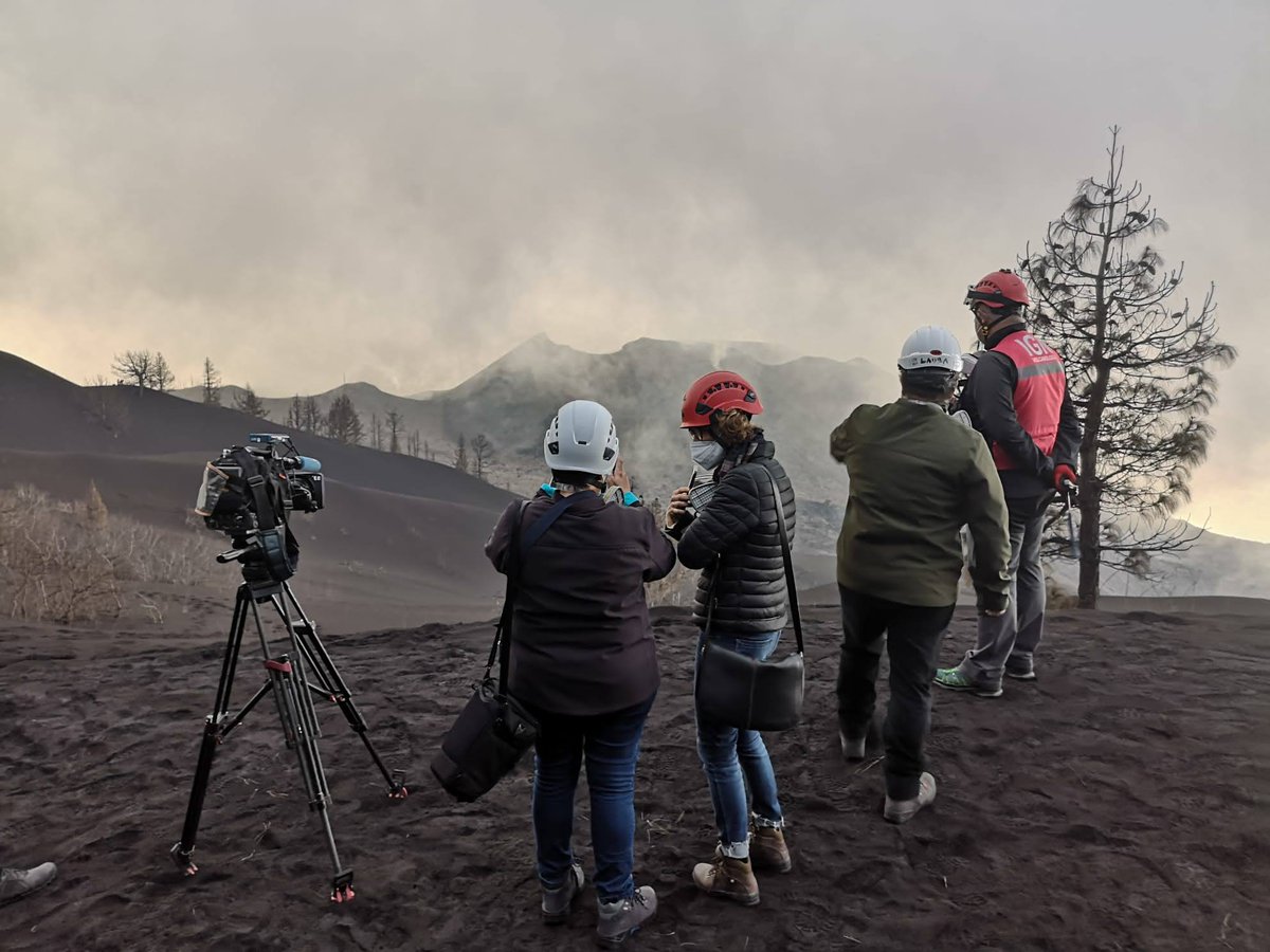 Memoria de delfín tweet media