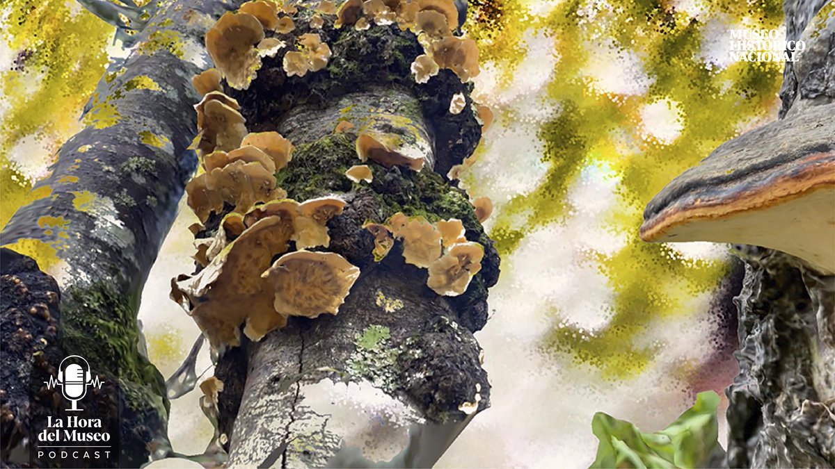 La Hora del Museo tweet media