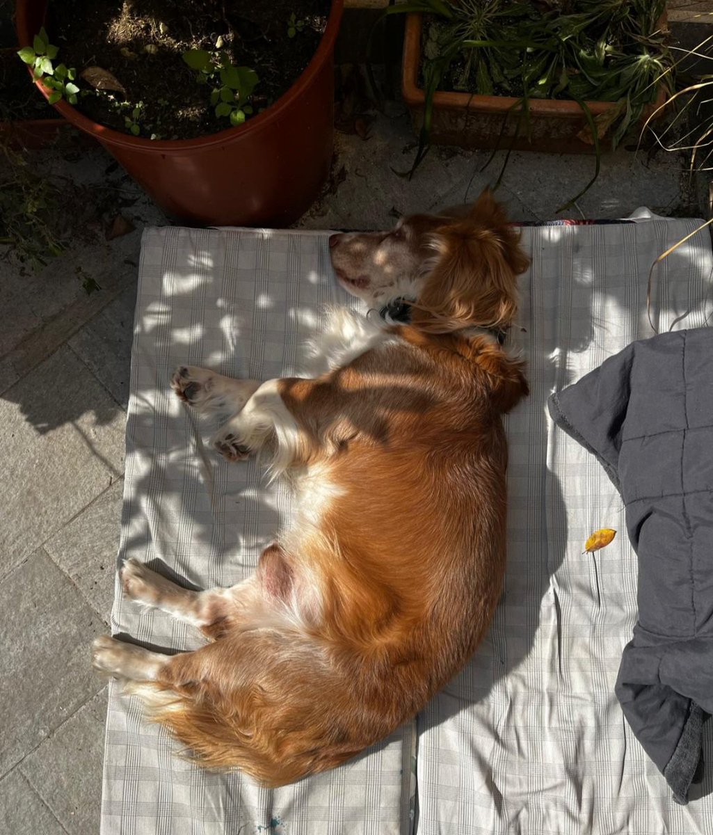 Robin Saikia (Drink & Think Venice) tweet media