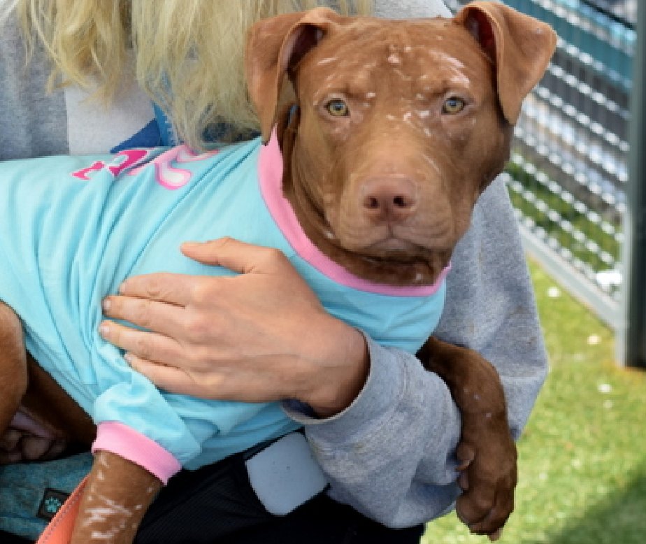 NMBewitched's tweet image. Let's be blunt🔥 
Our record w/ scarred #puppies is abysmal💔

Cinnamon❤️‍🩹
#NewDogontheBlock 
nycacc.app/#/browse/249748 
#AdoptMe 

What a lovely girl🥰
Sweet, outgoing &amp;amp; affectionate 
Only 7mos old &amp;amp; her life has not been easy
But she does not judge us

#DogsaretheBestofUs 
They