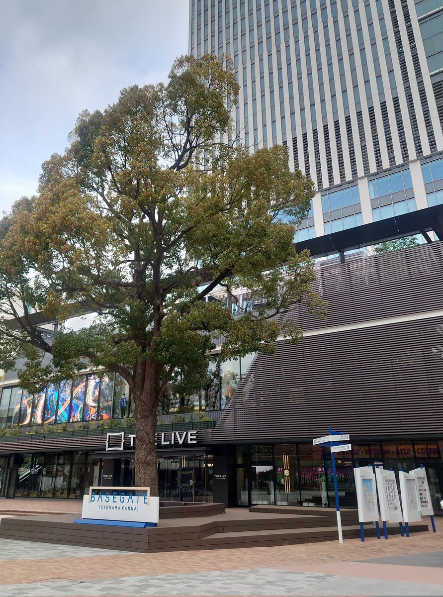 yuko_up's tweet photo. 横浜スタジアムのある関内駅前に新しい複合商業施設が先週オープン（BASEGATE横浜関内）

私の好きなサラベスがこの施設内に県内初出店したので、嬉しくて朝食を食べに行きました
スターバックスも県内初のティー＆カフェが出店し、これでもう都内に行く必要がなくなり、とても嬉しい https://t.co/f3XIwzs7Vv