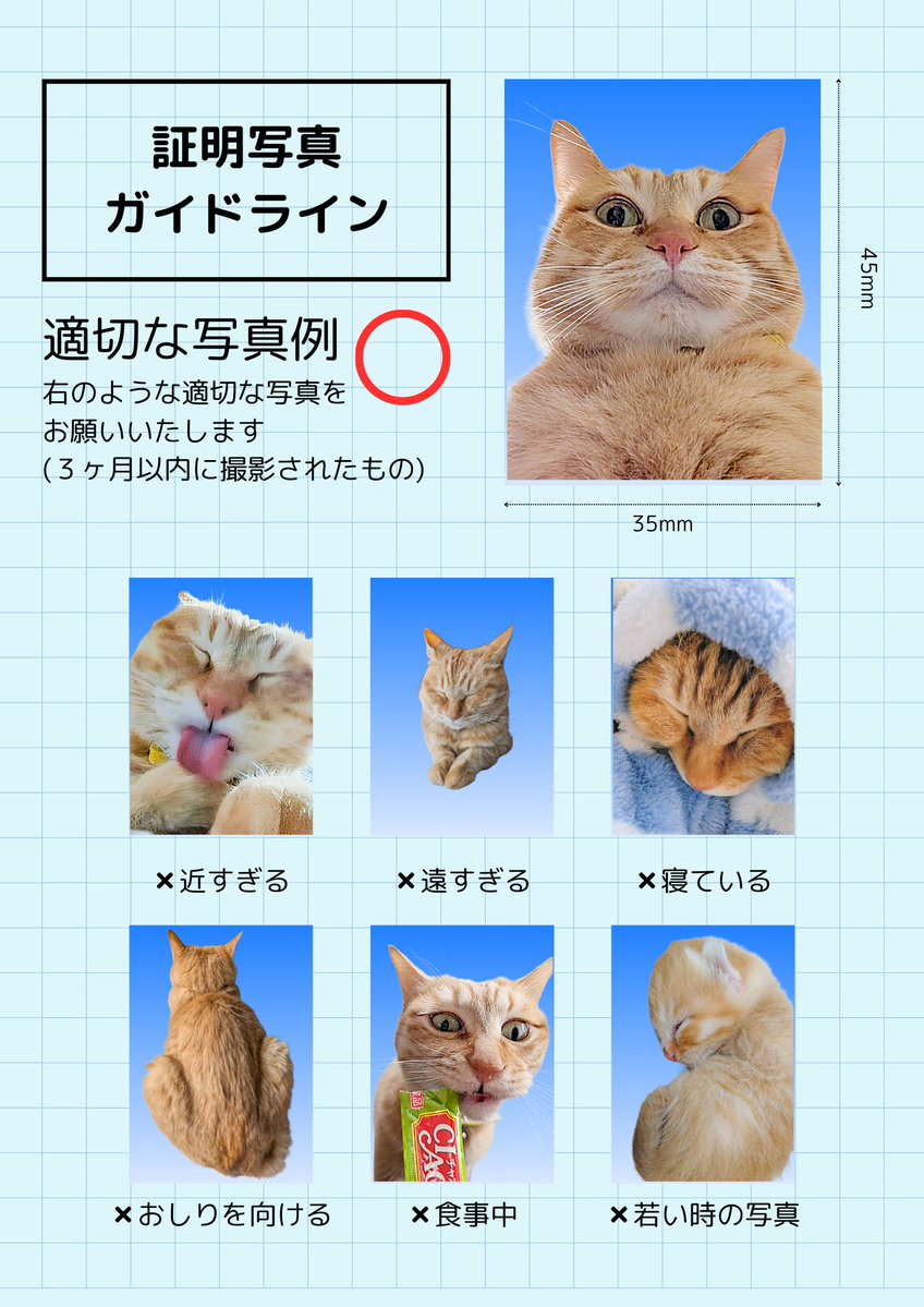 ぷりんちゃん𝕏 tweet media