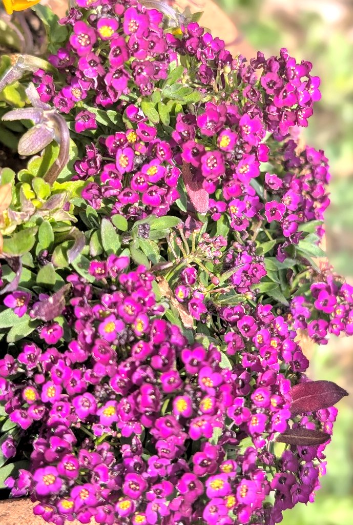 セデルdeじゅする tweet media