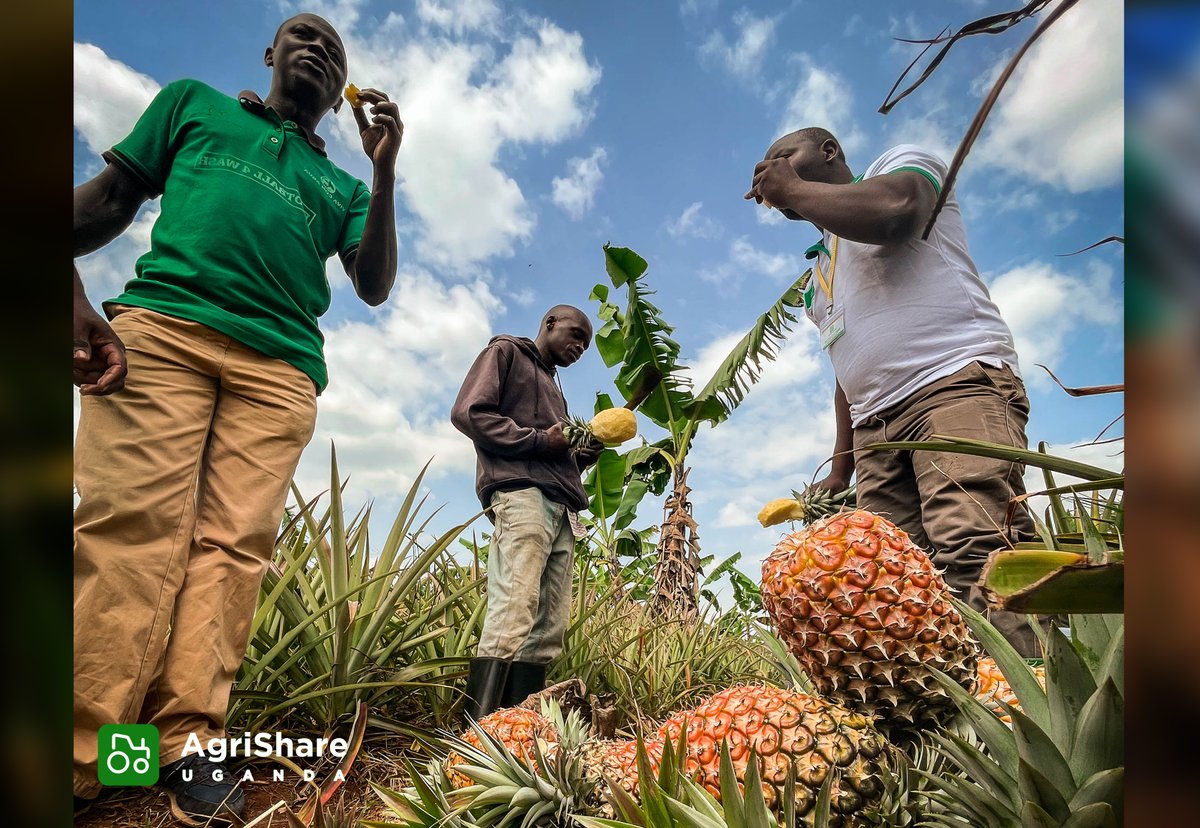 Powering the farmers who feed our communities. AgriShare is proud to support Ugandan agriculture. Download the App now.