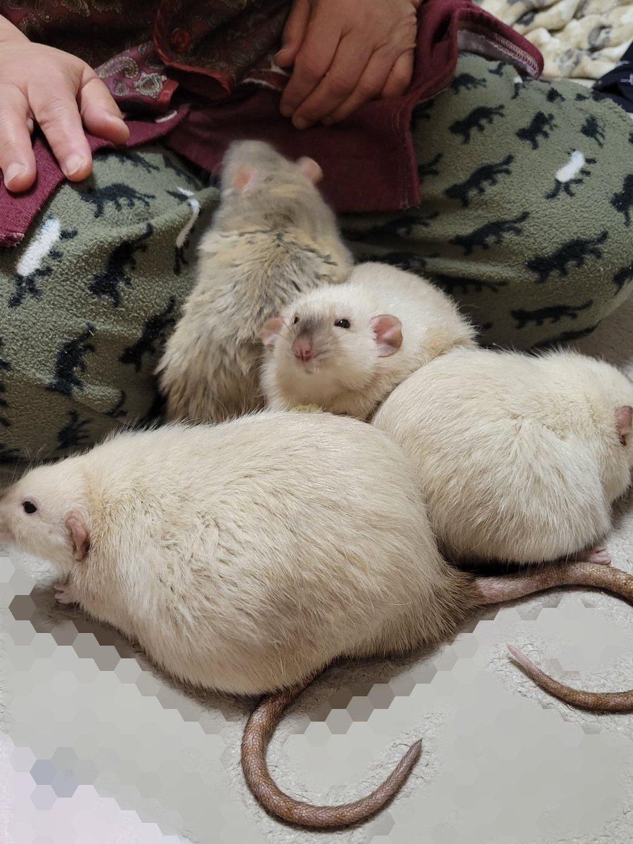 そのさん🐹 tweet media