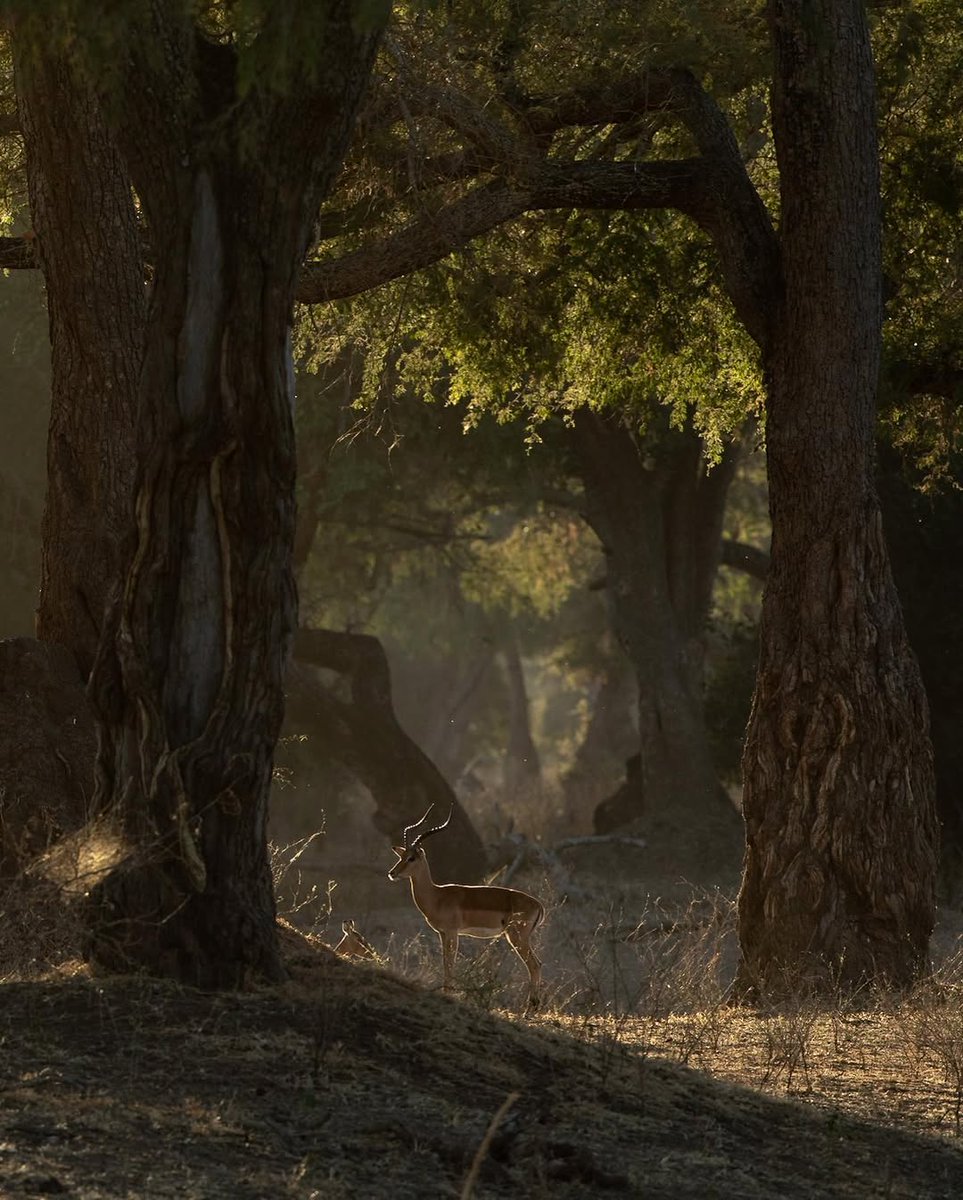 Charter Sights 🌺 tweet media