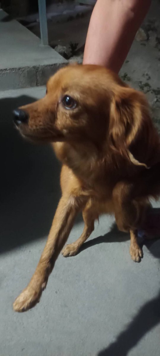 Lyss 🇸🇻 tweet media