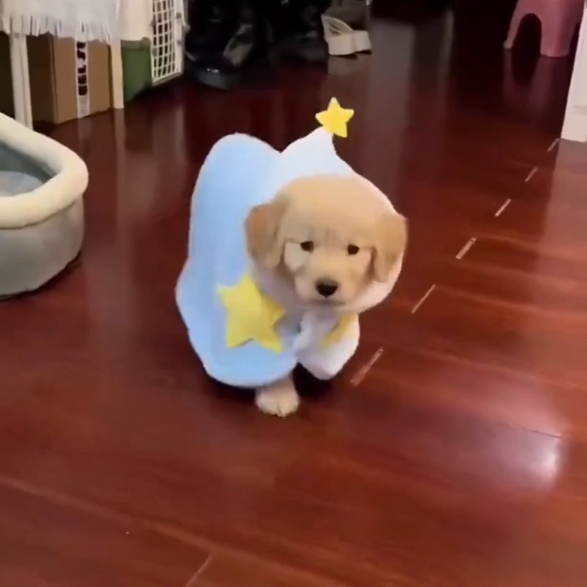 takemybear 🐶 tweet media