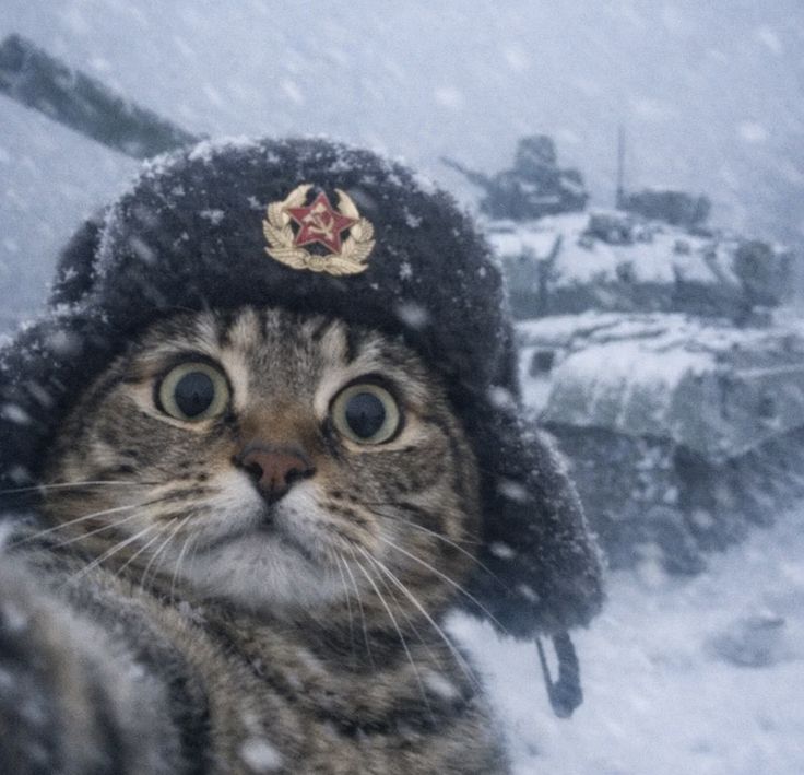 Warchillect tweet media