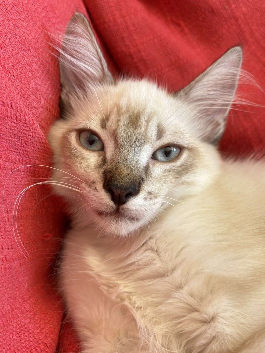 lala neon do valorant ⚡️🪭 tweet media