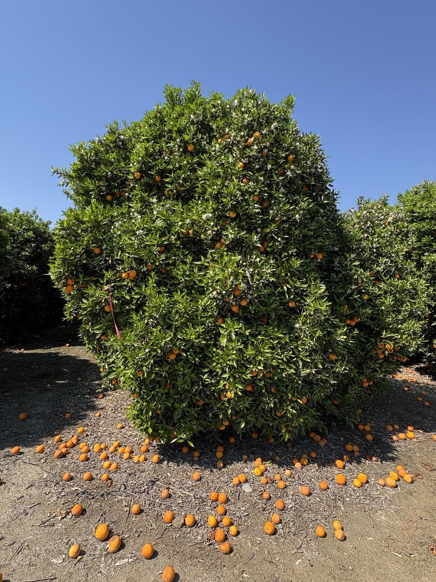 Cal Ag Solutions tweet media