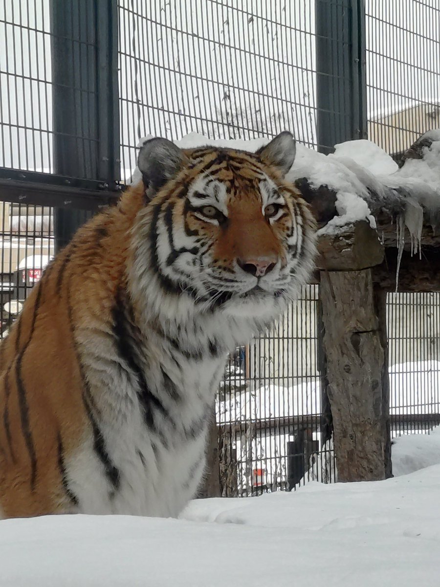 リュウト🐾🐾 tweet media