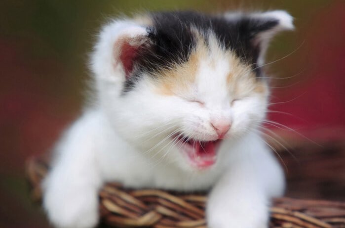 아우라 셀라 tweet media