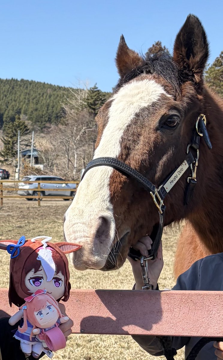 がるるが tweet media