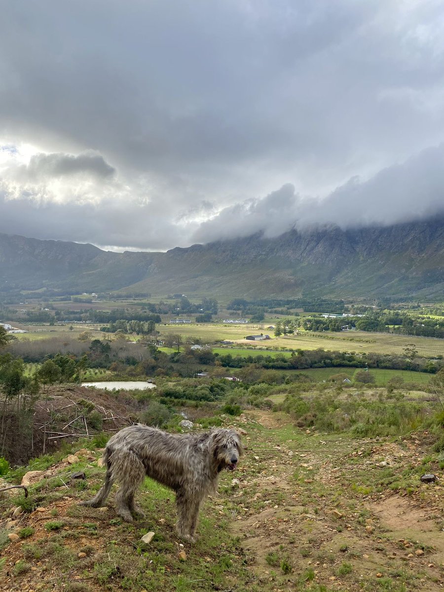 Cape International tweet media