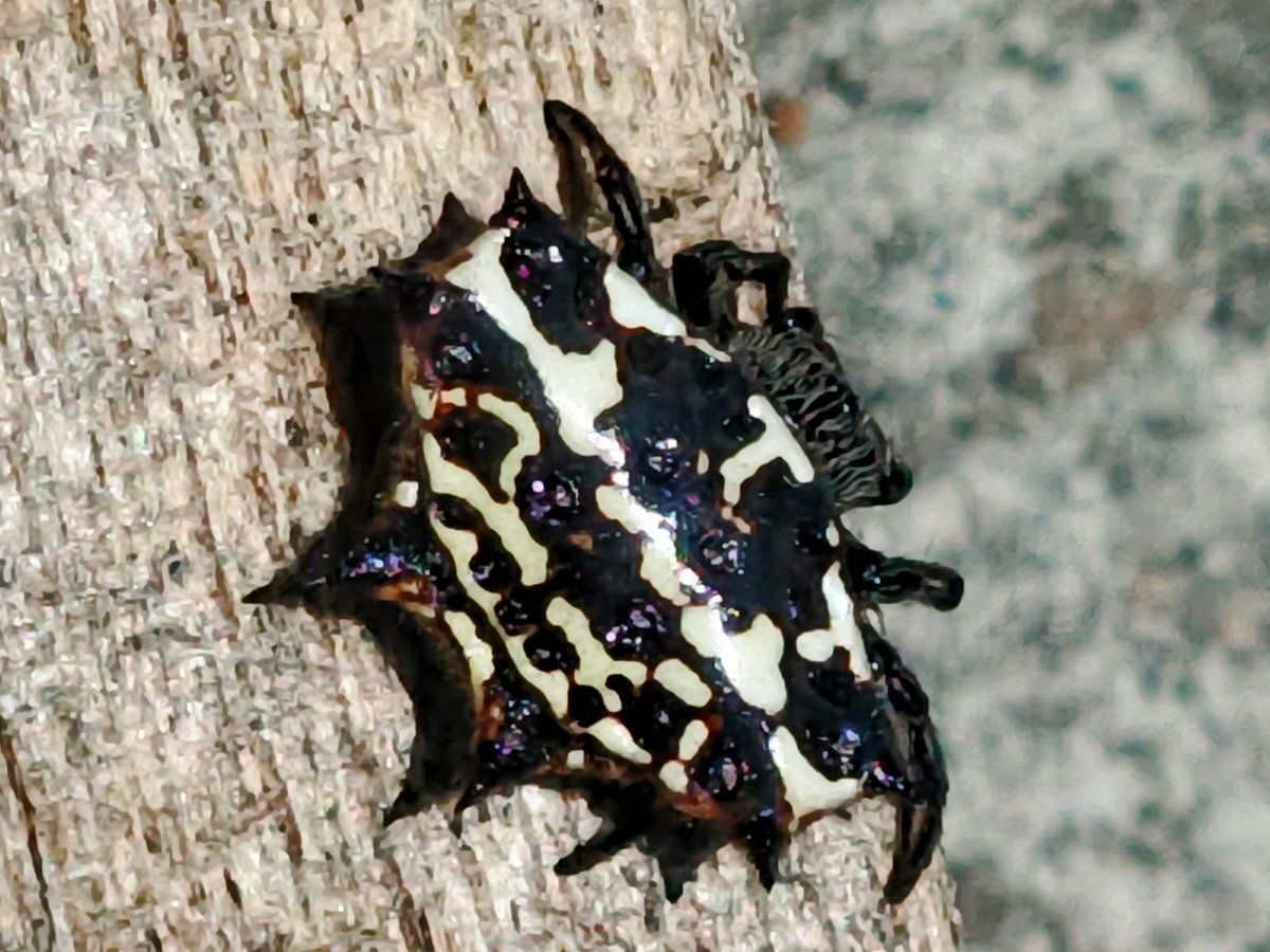 🌞 Sol Borja tweet media