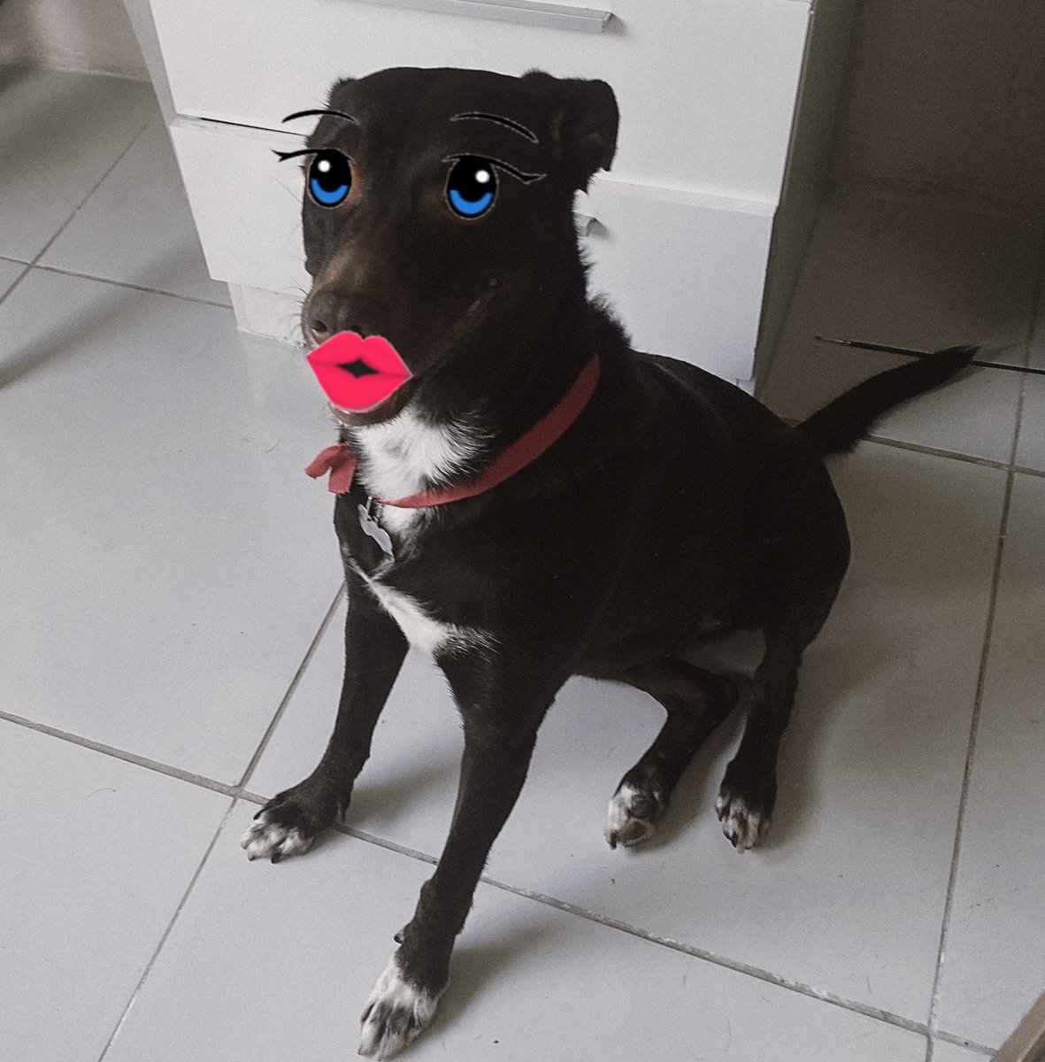 Solteira Producta tweet media