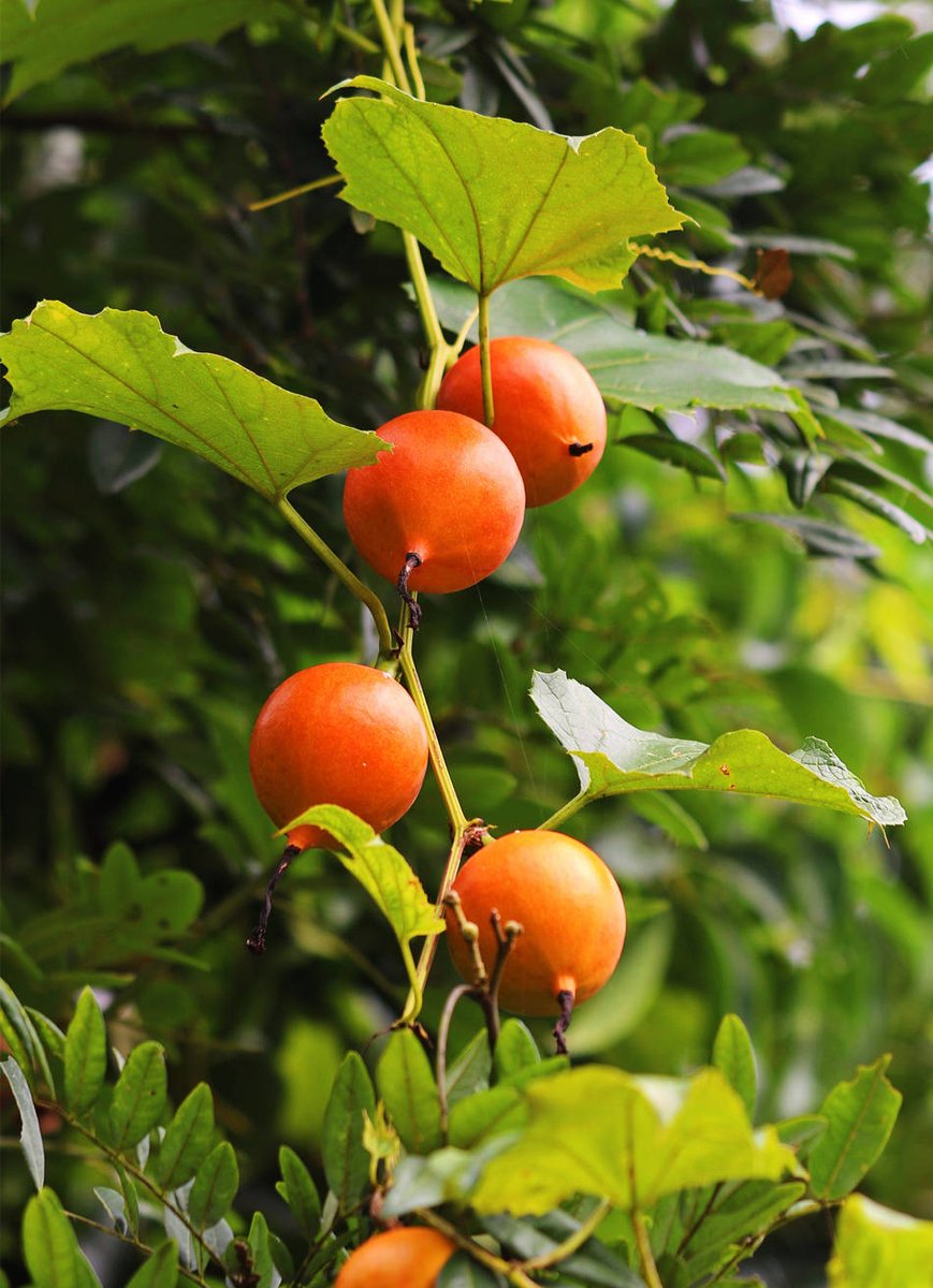 Marcelo Cocito tweet media