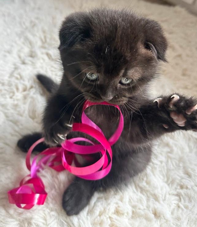 𖥨᩠ׄ݁.ི𒂭۪۪۪۪᳝۟ tweet media