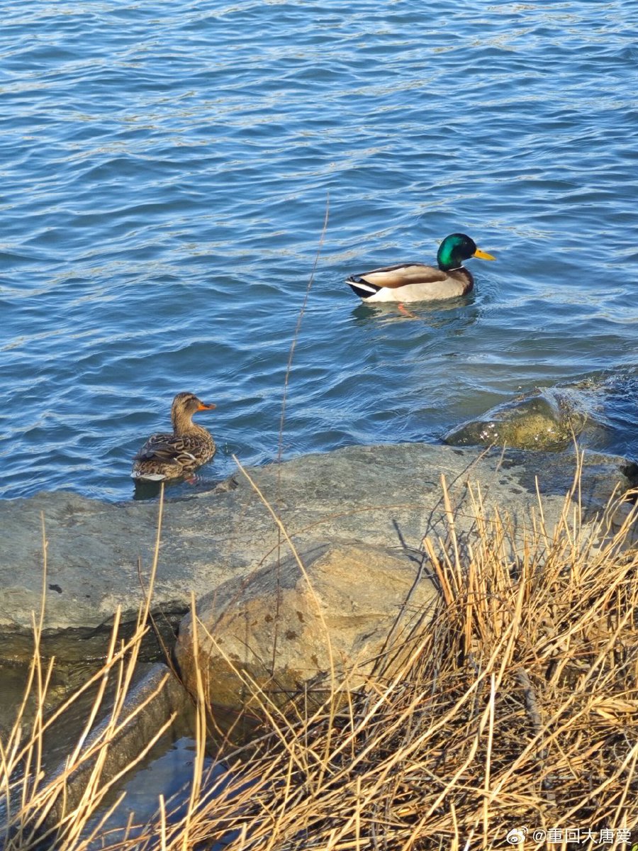 Ilaria Dentini tweet media