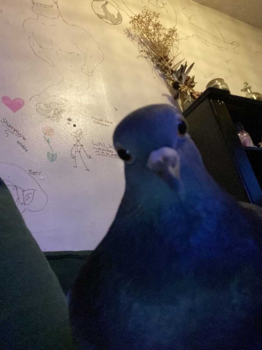 Pigeon (COMMS OPEN) tweet media