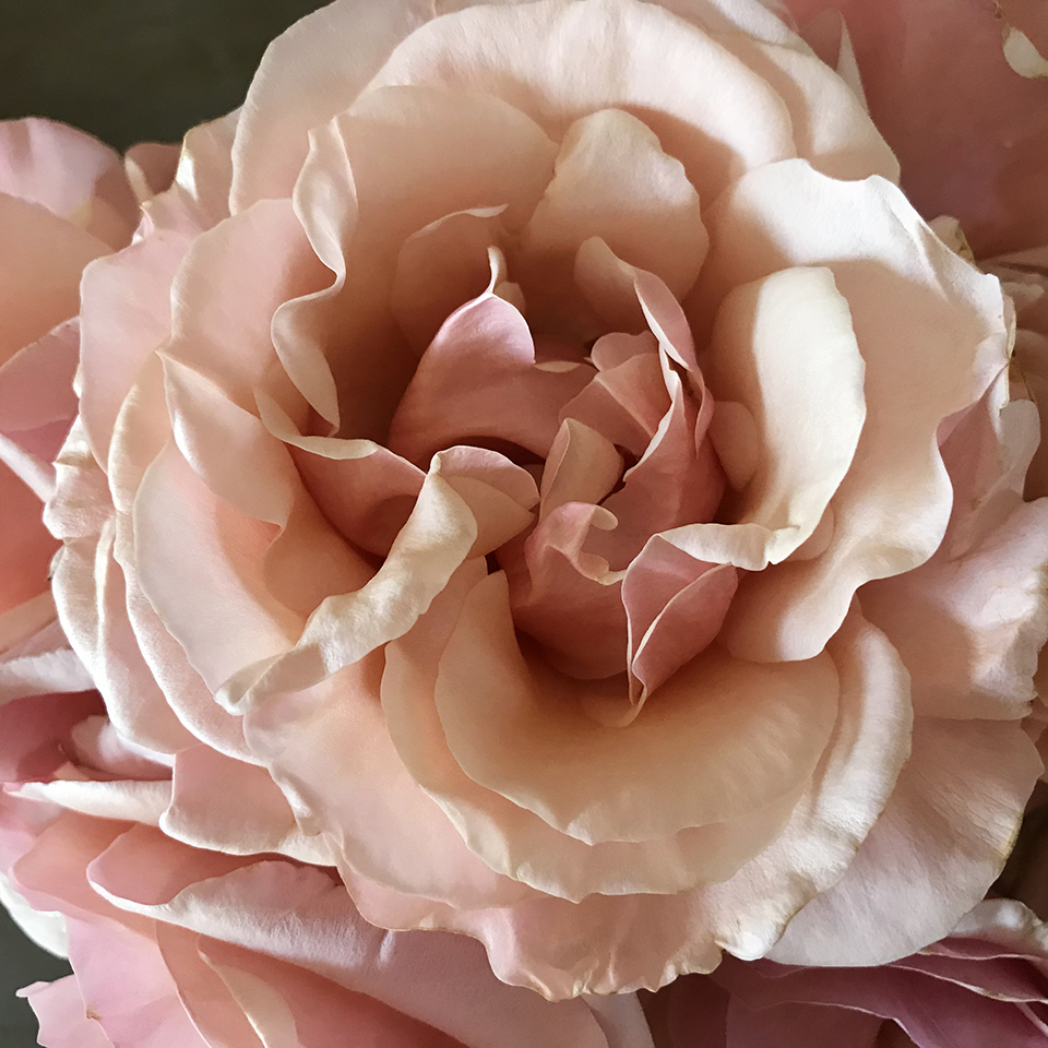 Pearls and Prose (@PearlsandProse_) / Posts / X