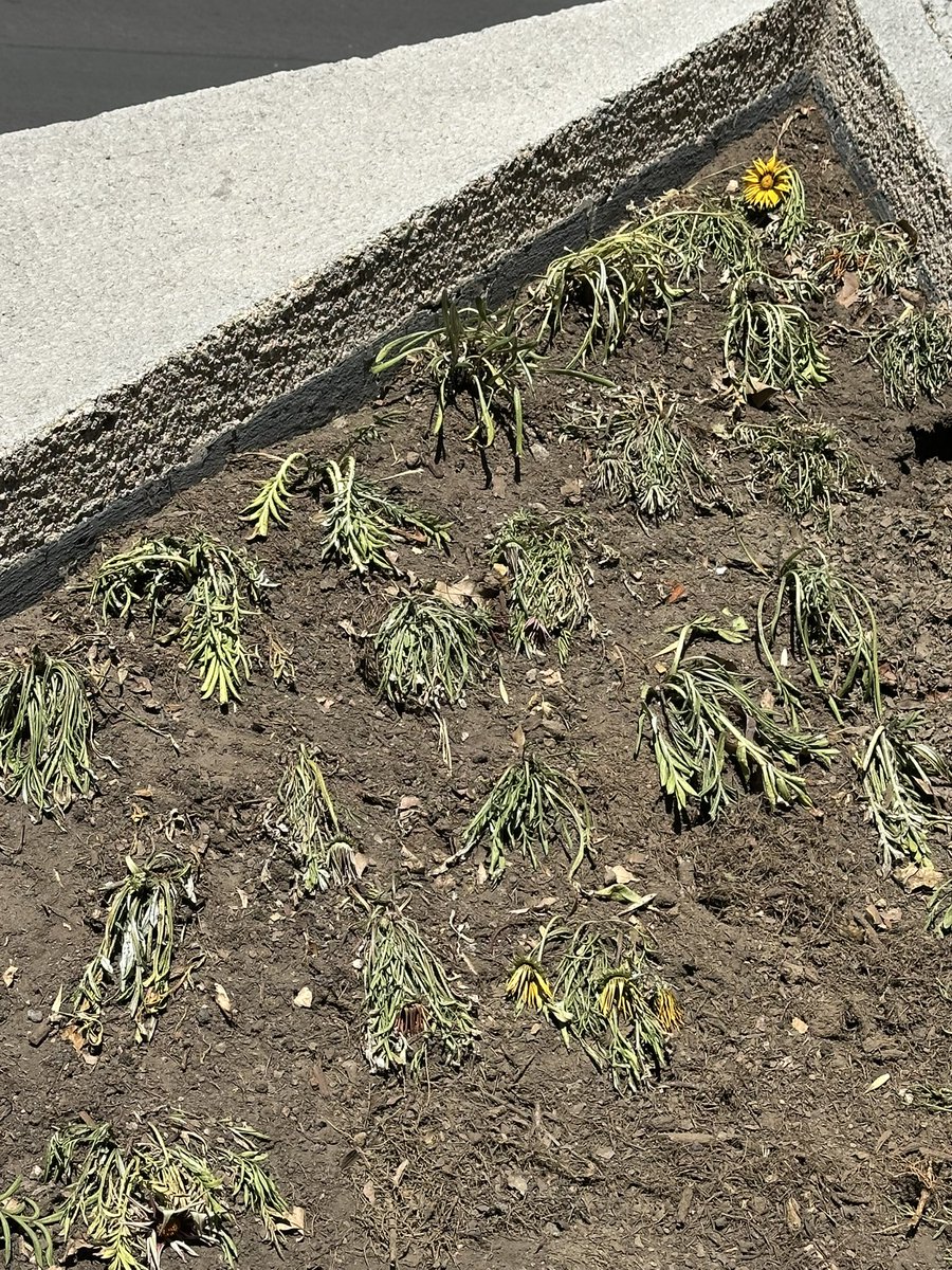 REPORTINQUIETO 🇲🇽💫 tweet media