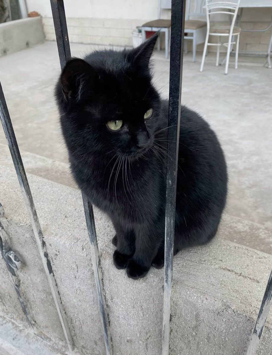 Black cats are not bad luck tweet media