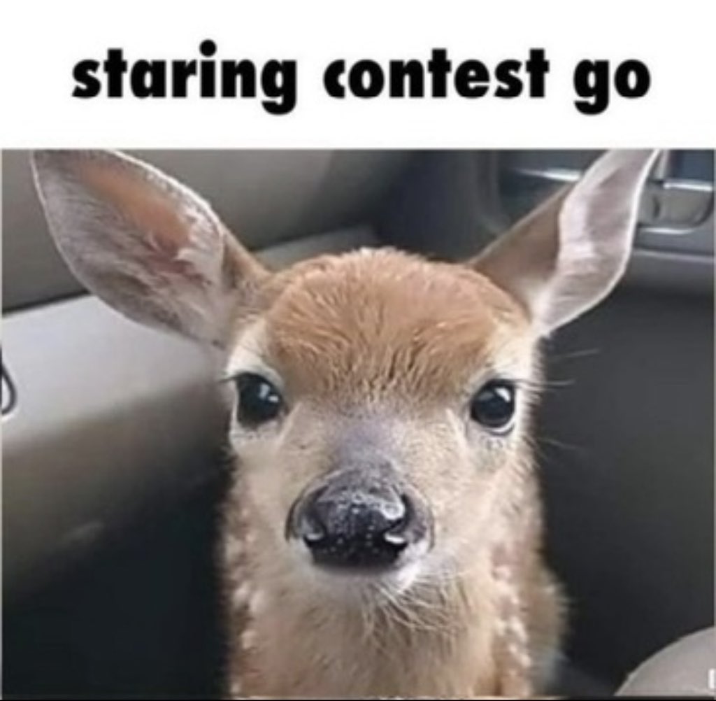 holly ִֶ ⋆𐙚❅🦌*°⋆❆. tweet media