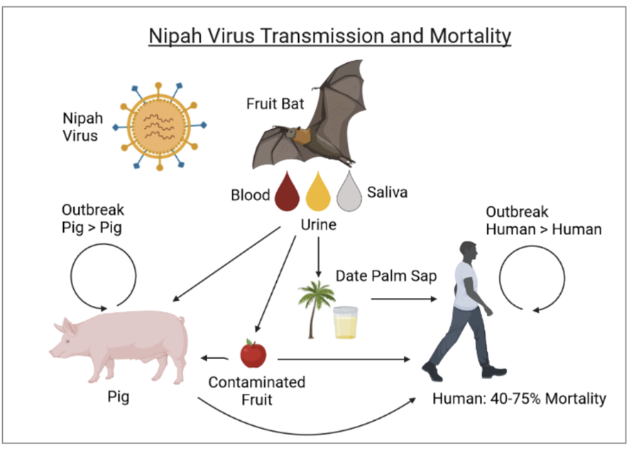 guerreroespejo's tweet image. A♀️consuming raw date palm sap: fever &amp;amp; neurological symptoms on January produced by #Nipah #virus infection

#Bangladesh has small NiV outbreaks, corresponding with the harvesting/consumption of date palm sap
Public health risk is low at the global level

who.int/emergencies/di…