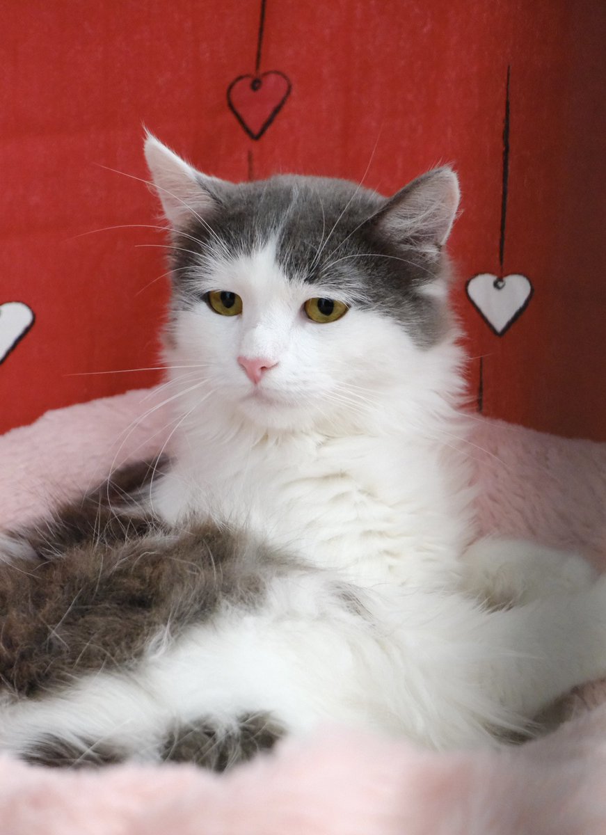 як умру, то пох tweet media