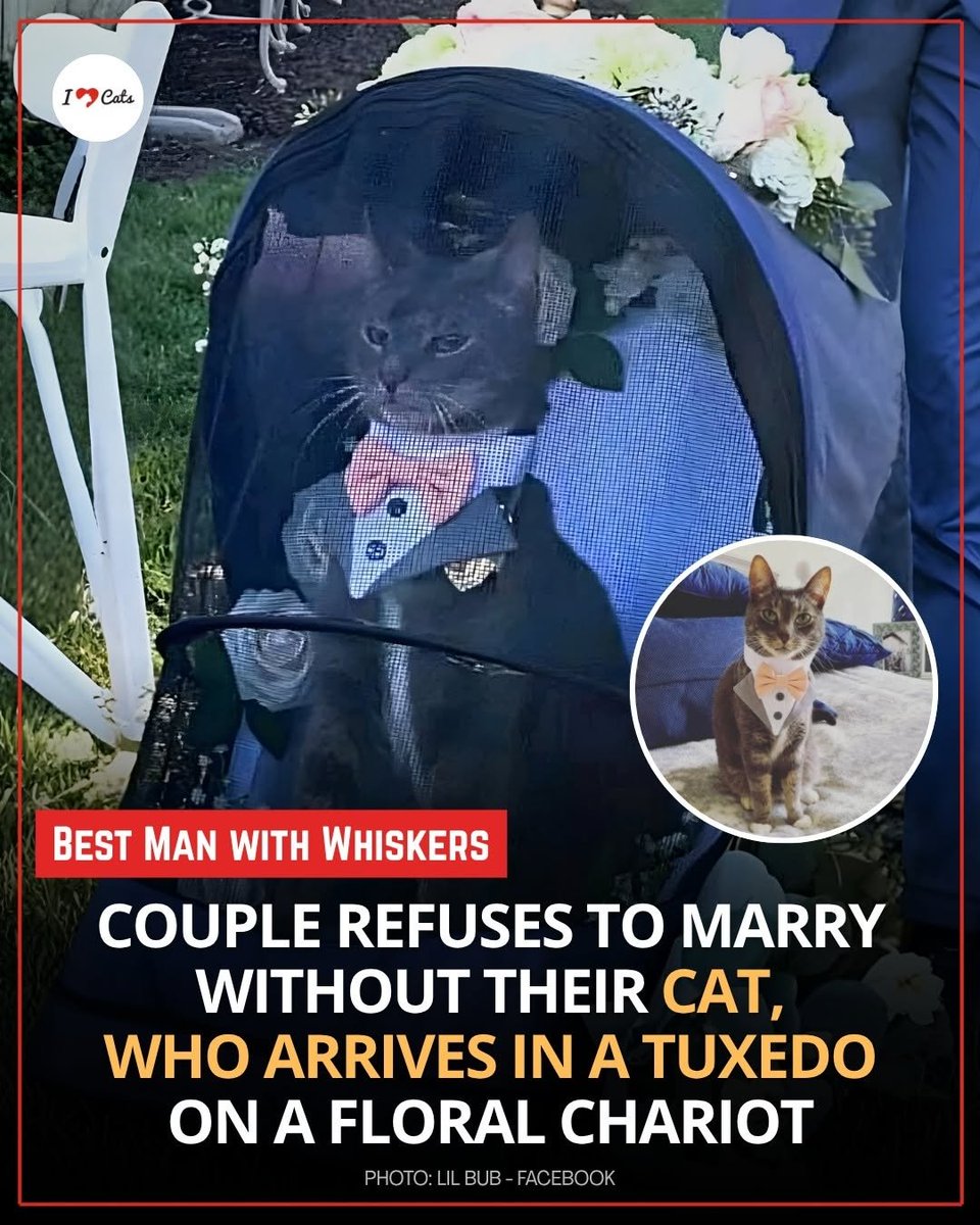 We don't deserve pets 🐯 tweet media