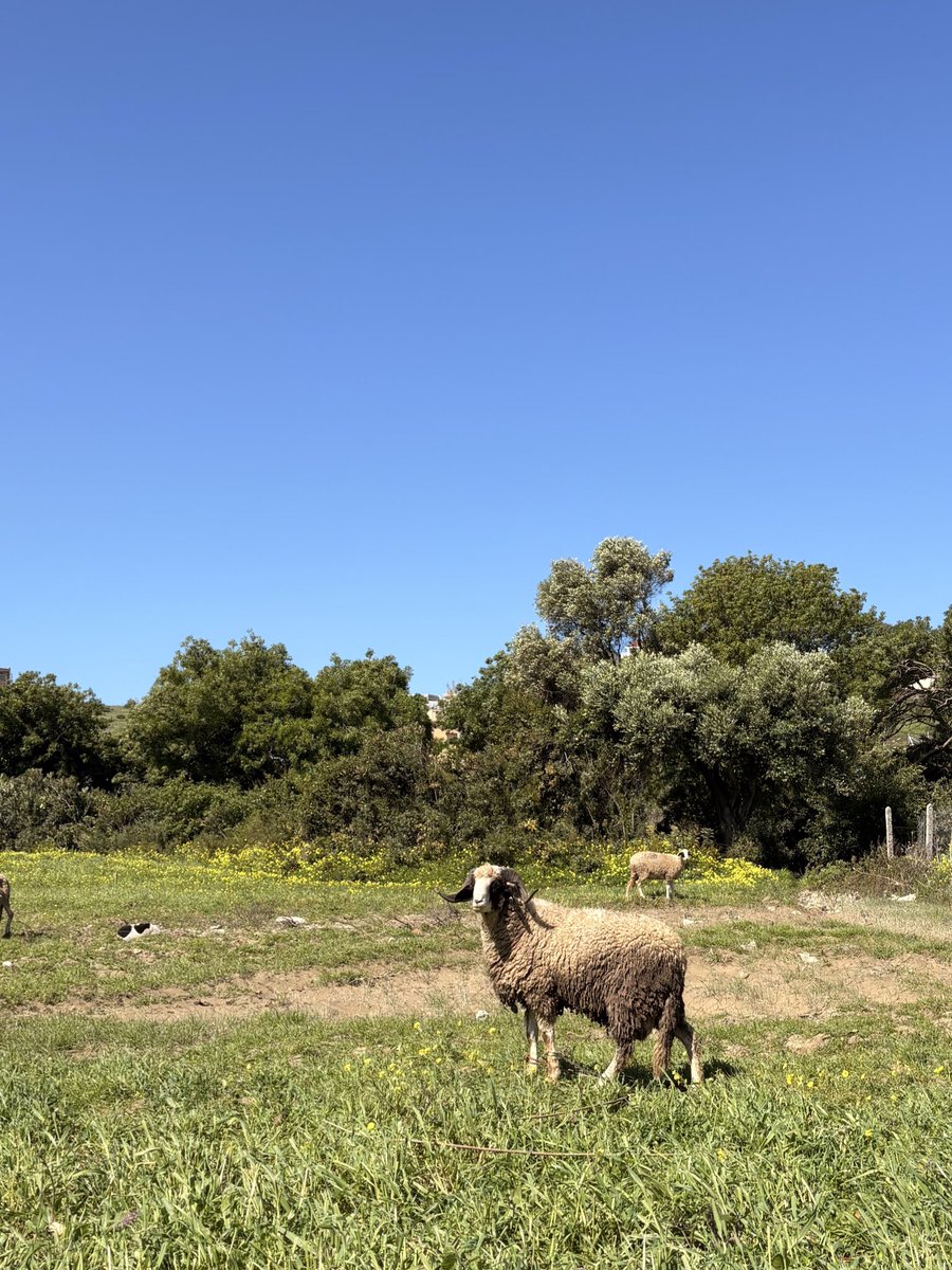 Ganginho 🇧🇪🇲🇦 tweet media