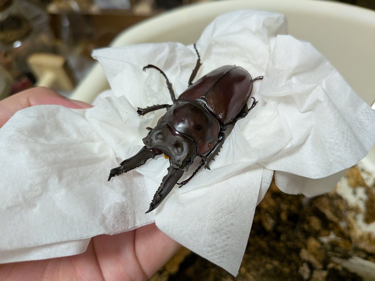 digicame0 tweet media