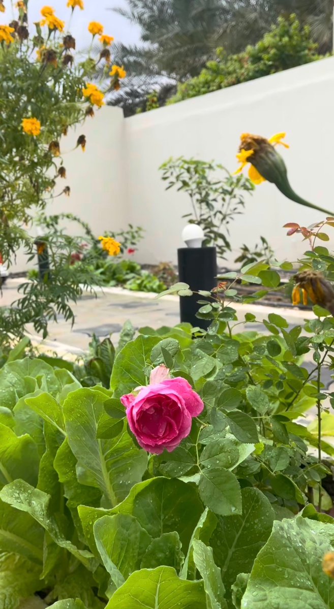 مها البلوشيه tweet media