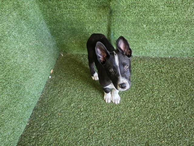 Sarah jane Gillespie tweet media