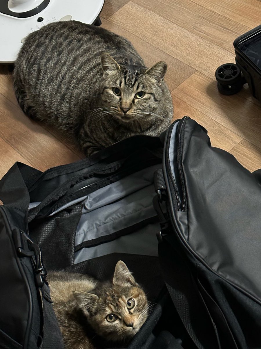 𝙶 𝚁 𝙴 𝚈 🧡 tweet media