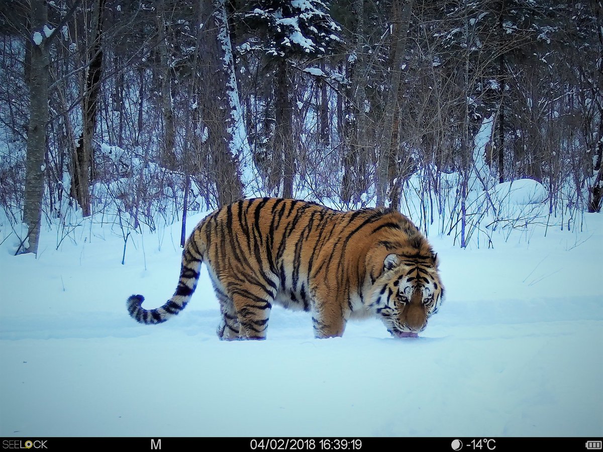 trailcam tweet media