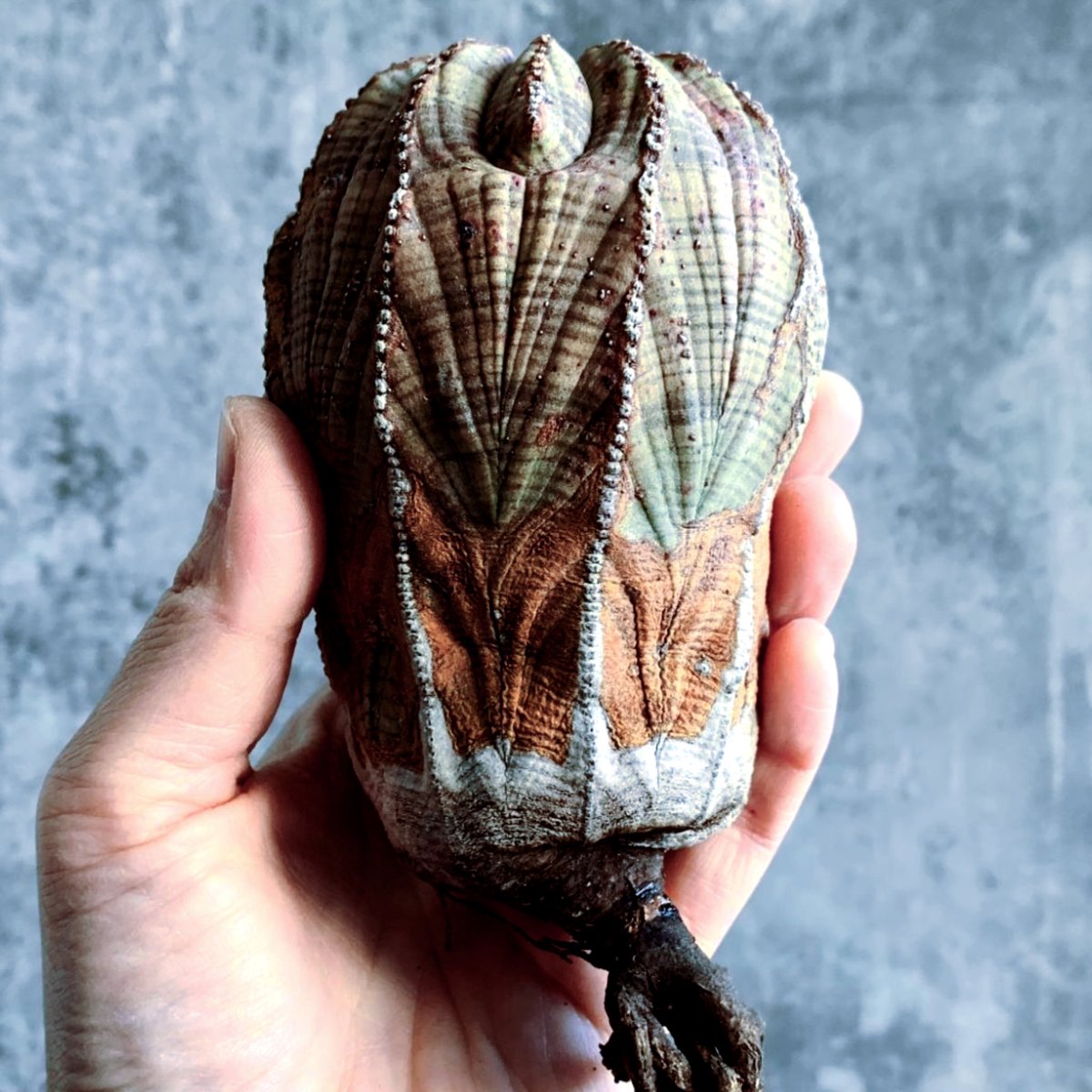 setagaya_plants's tweet photo. A vintage Euphorbia obesa from PLANTS and LIVING — Japan’s market leader in Euphorbia obesa.
#obesa
#オベサ https://t.co/7jcsQ9PMcS