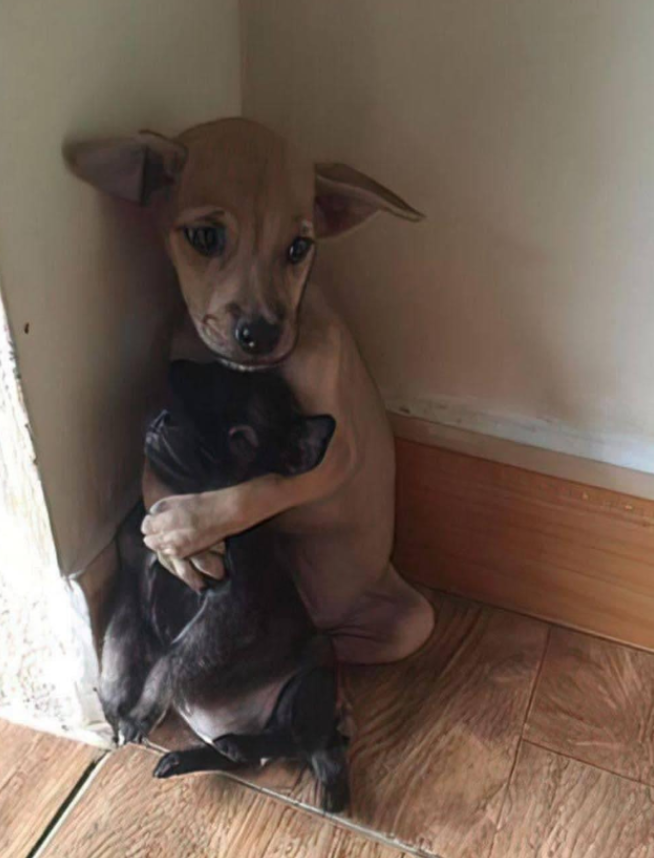 Best in Dogs tweet media